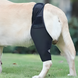 Hinged Knee Brace for Dogs